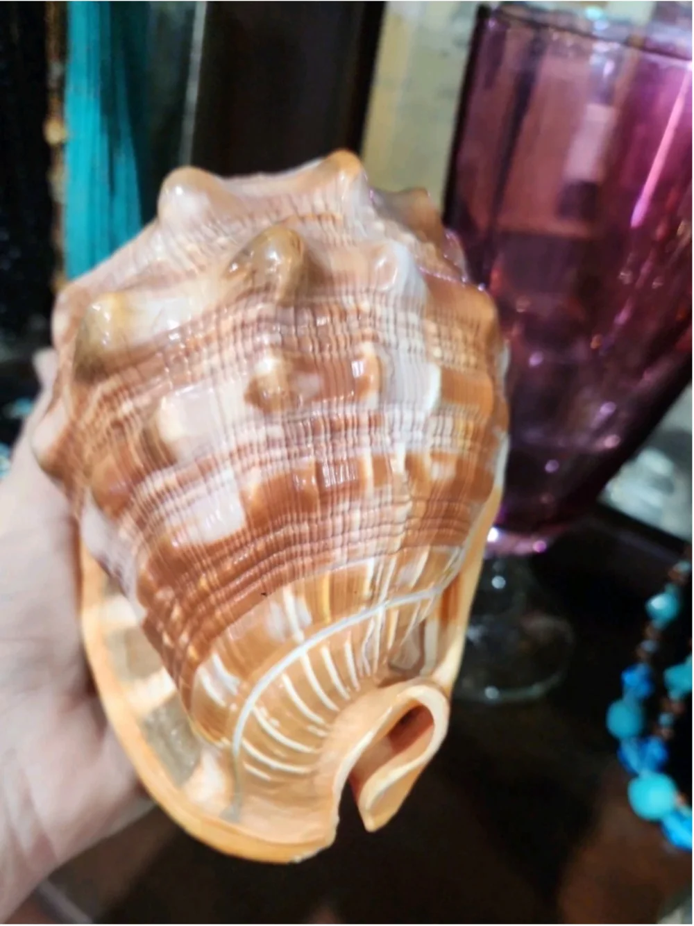 Natural Red Cameo Cypraecassis Conch Sea Shell 6x5x4